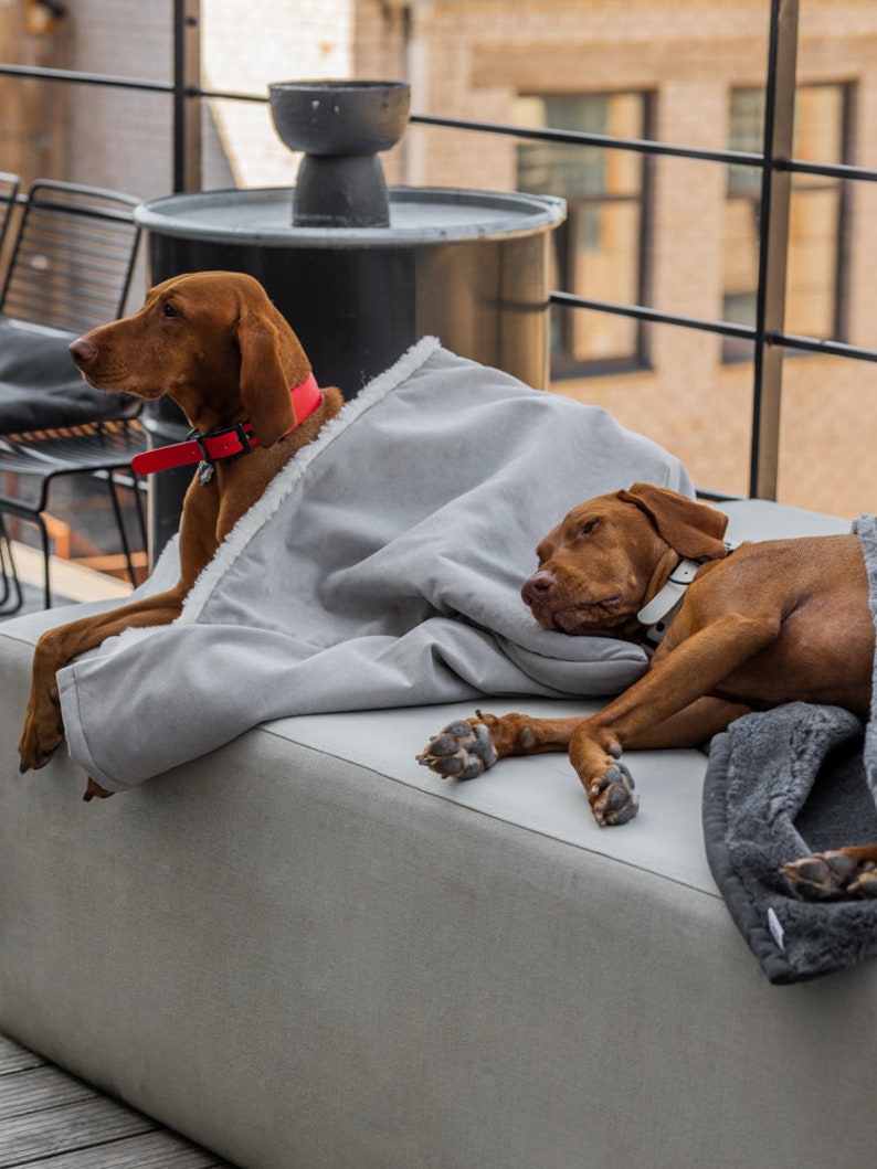 May include: Two Vizsla dogs resting on a gray dog bed, covered with a light gray blanket. One dog wears a red collar, the other a white collar. The dogs are outdoors on a rooftop patio.
