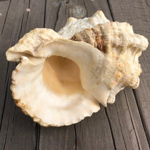 May include: A large, cream-colored conch shell with a textured surface and a wide opening. The shell displays natural variations in color, with hints of brown and tan. The shell is resting on a weathered wooden surface.