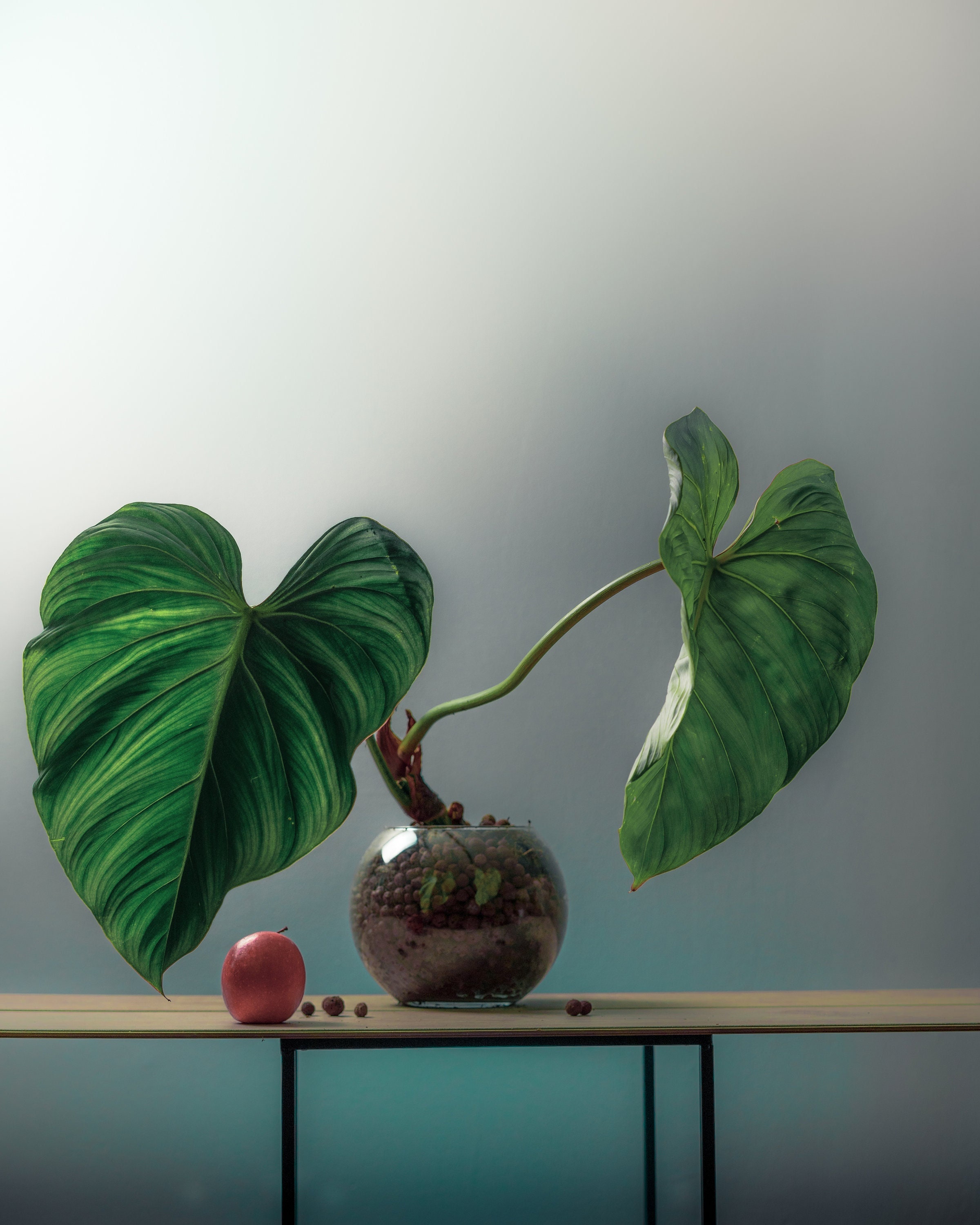 Philodendron Plowmanii | Plante d'intérieur Rare Entièrement Enracinée Excellent Investissement à Aj