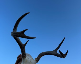 Coues Whitetail Deer Rack - Antlers