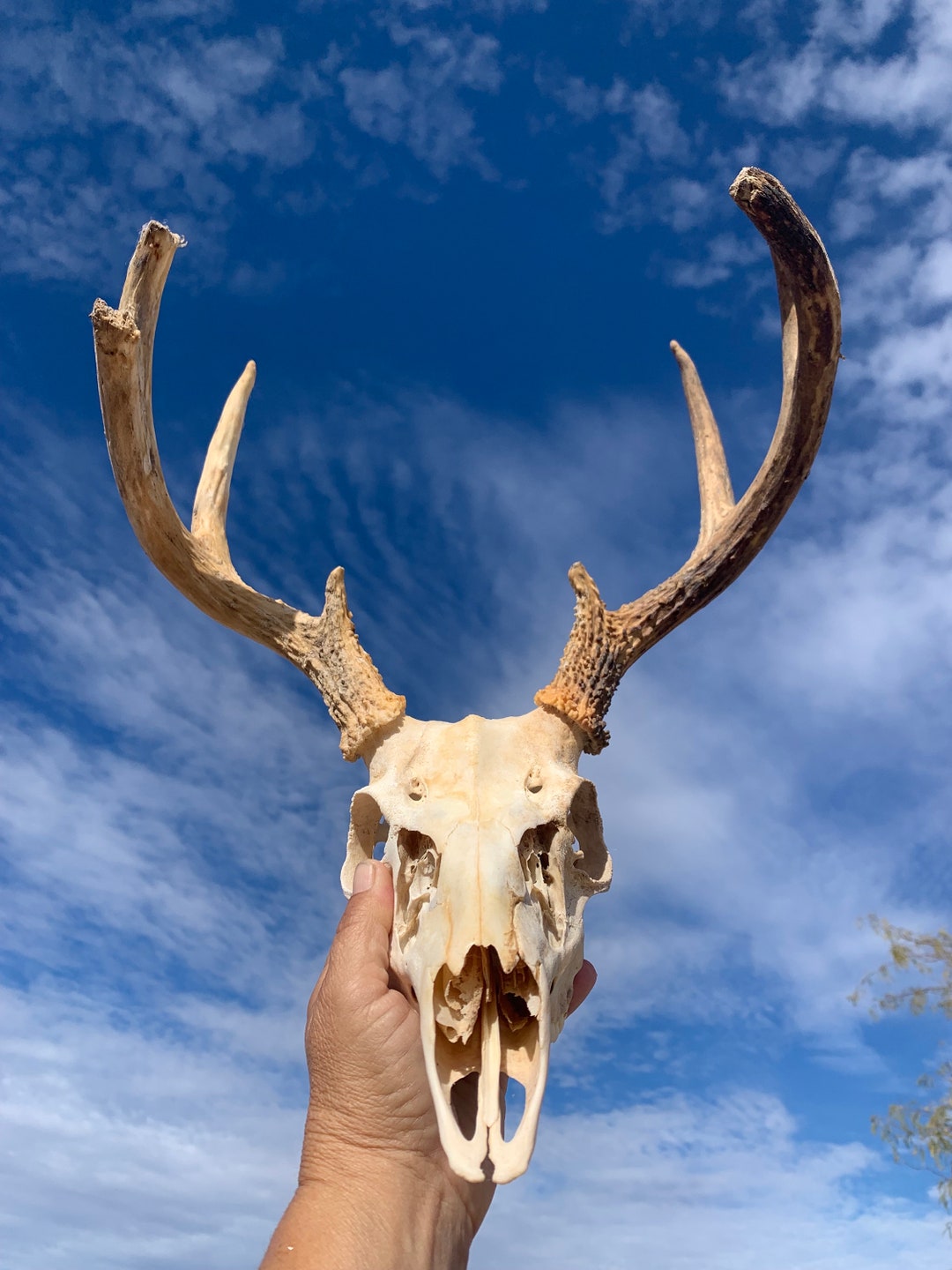 Arizona Coues Whitetail Deer Rack Etsy