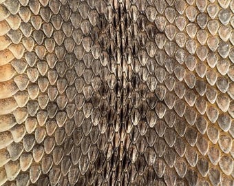 4 Foot Western Diamondback Rattlesnake Skin with buttons
