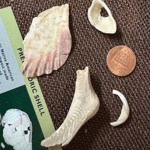 May include: A collection of prehistoric shell fragments and a penny on a brown textured surface. The shells vary in shape and size, with cream and pink hues. A green and white card with text is partially visible.