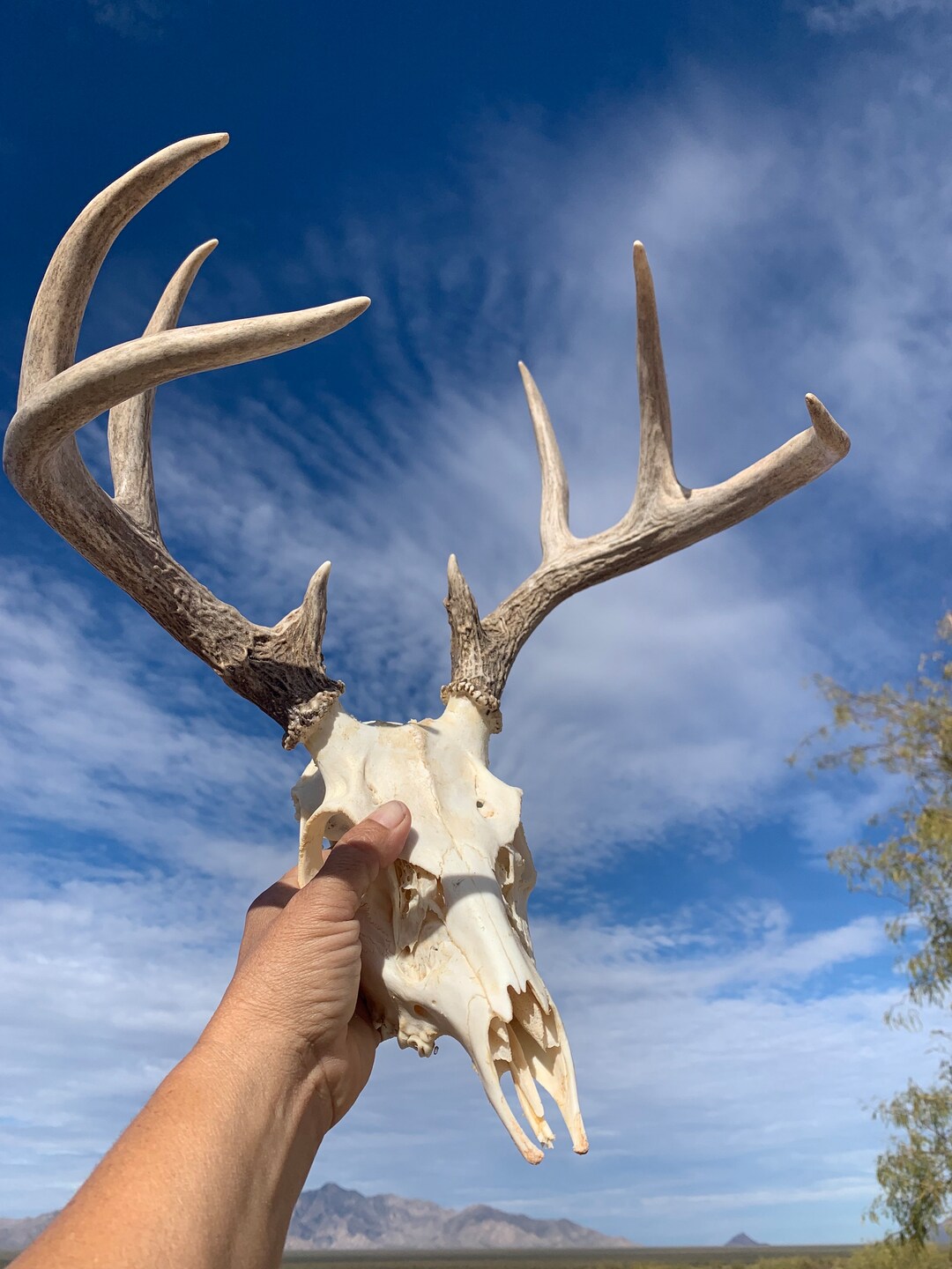 Arizona Coues Whitetail Deer Rack Etsy