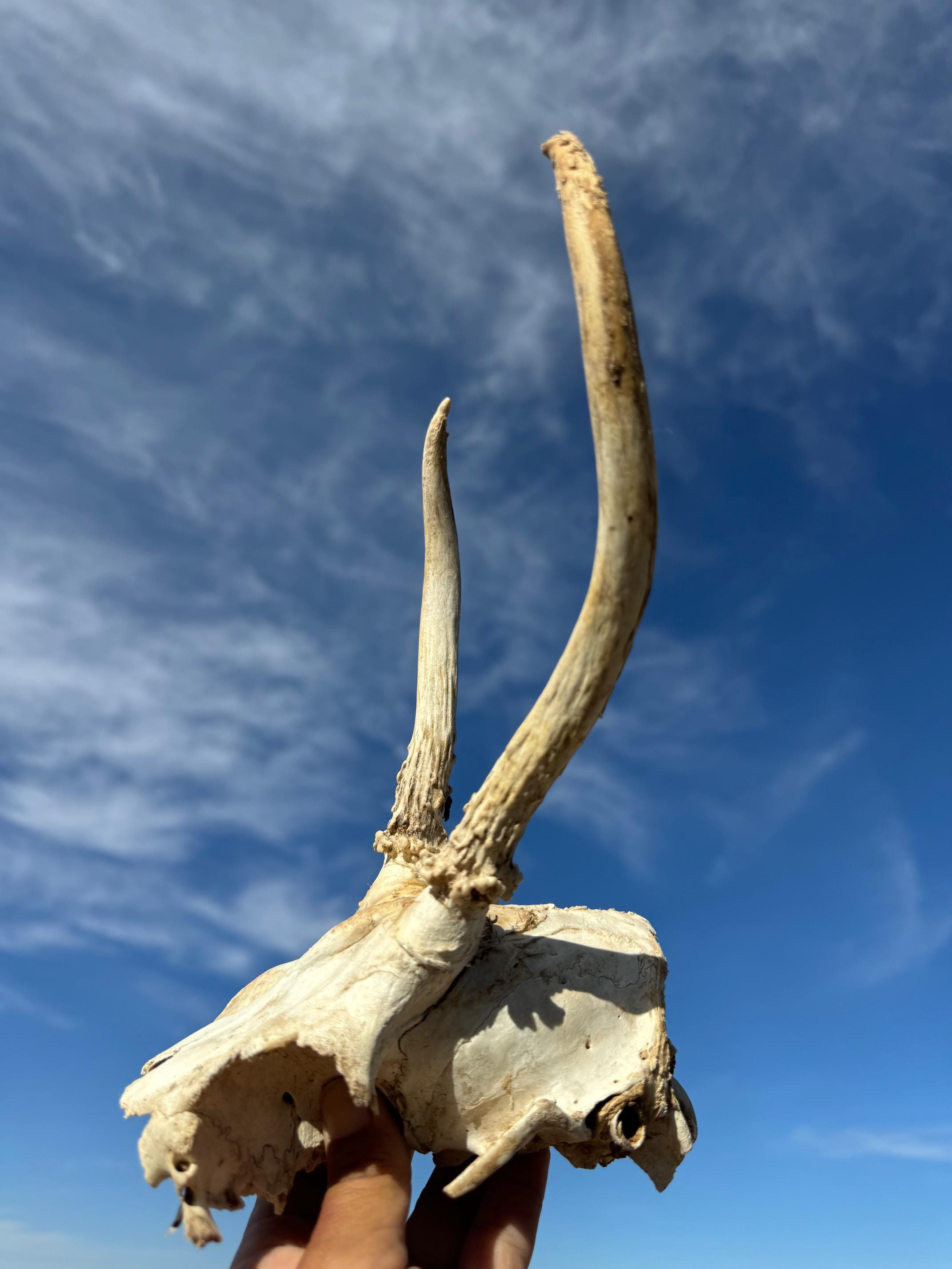 Arizona Mule Deer Rack - Spike - Etsy