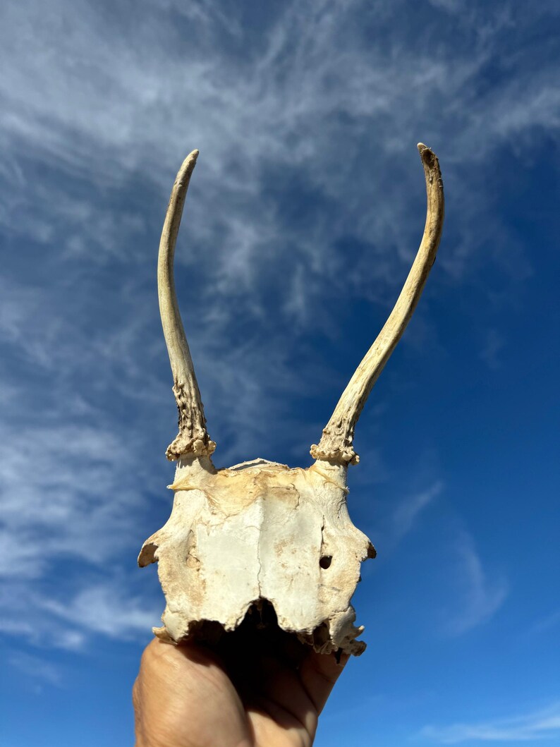 Arizona Mule Deer Rack - Spike - Etsy