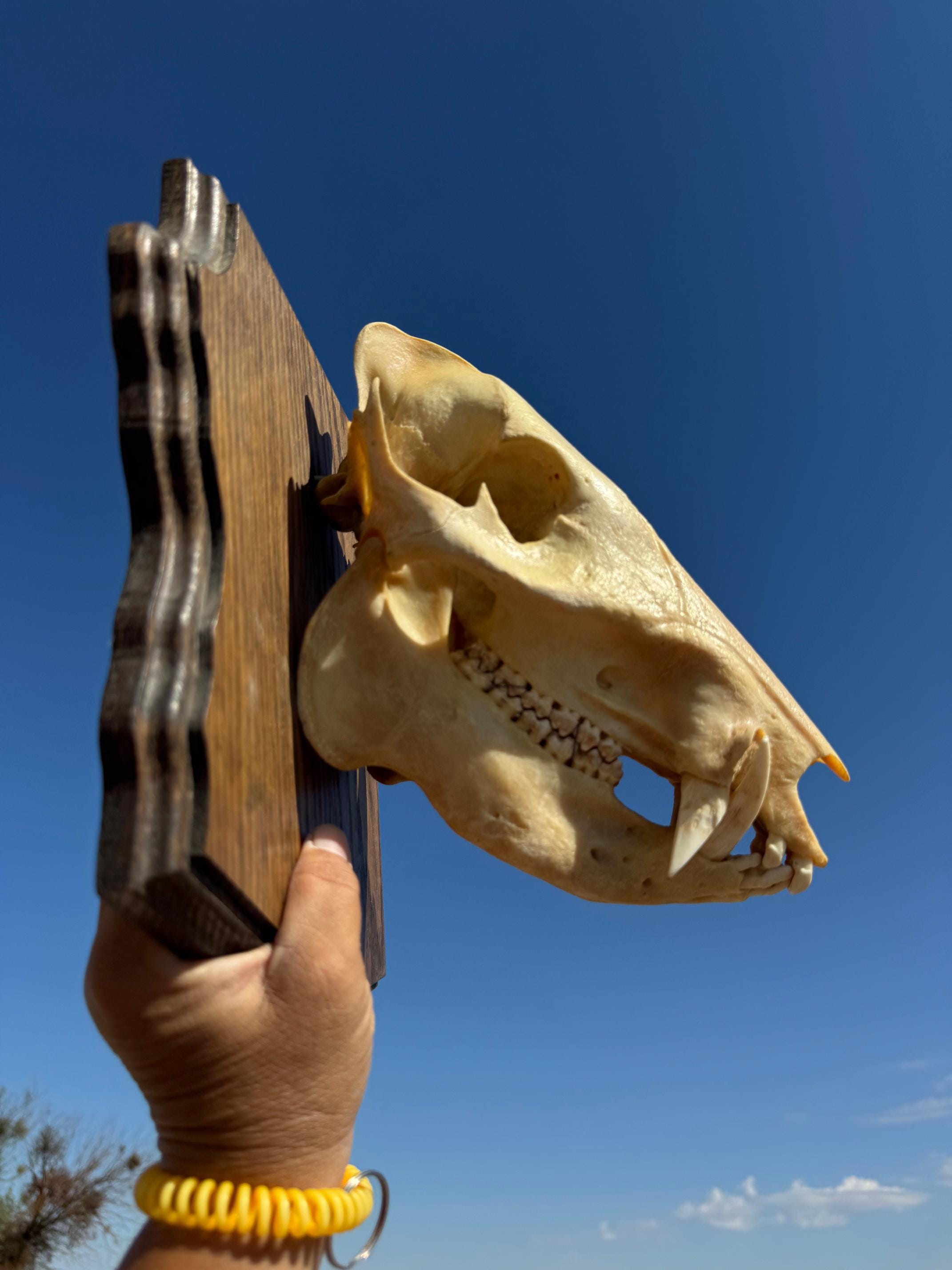 Javelina Skull - Collard Peccary - on an Arizona Plaque - Etsy