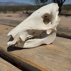 Javelina Skull - Collard Peccary