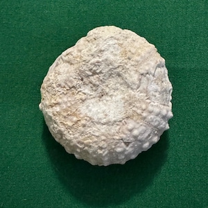 May include: A light-colored, textured rock with an irregular shape, resting on a green surface. The rock has a rough, bumpy surface with variations in color, ranging from off-white to light brown.