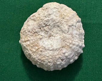 Fossilized Sea Urchin - Fossil Echinoid