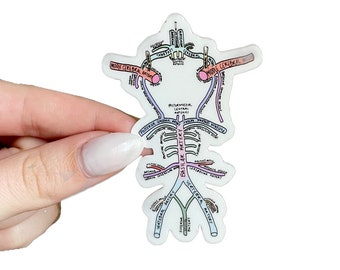 Speech-Language Pathology Anatomy Sticker, Waterproof Medical SLP Cheat Sheet Guide