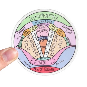 Pharynx Anatomy sticker