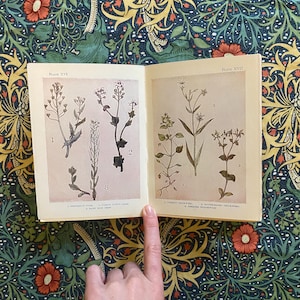 以下が含まれることがあります： 植物のイラストが描かれた開いた本。ページには「Plate XVI」と「Plate XVII」と書かれています。背景は、緑、黄色、赤の色合いの、花と葉のモチーフが描かれた模様の生地です。本を指している手。