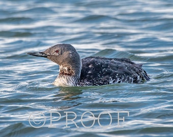 May include: A black and white loon with red eyes swims in blue water. The water is rippling and the loon's head is turned to the side.