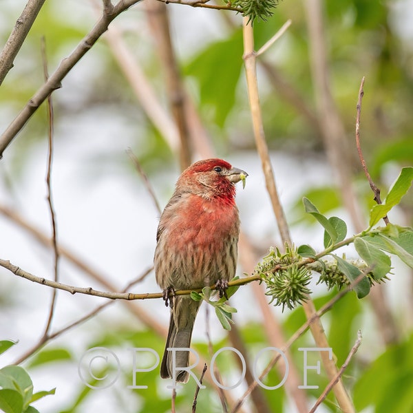 House Finch in a Buffet of Leaves