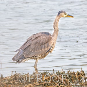 Great Blue Heron in the Marsh