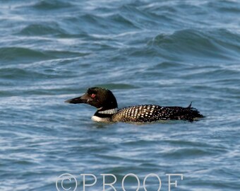 May include: A black and white loon with red eyes swims in blue water. The loon has a long, pointed beak and a white stripe around its neck.