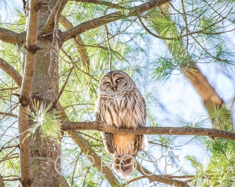 May include: A barred owl with its eyes closed, perched on a branch of a pine tree. The owl is brown and white with a distinctive barred pattern on its feathers.