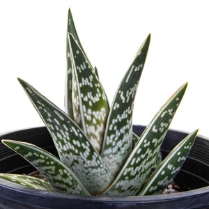 Partridge Breast Aloe