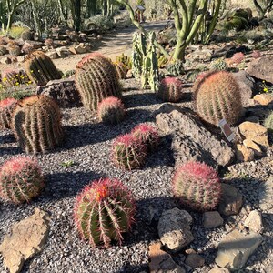 Ferocactus Gracilis image 3