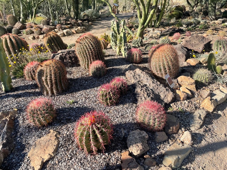 Ferocactus Gracilis image 3