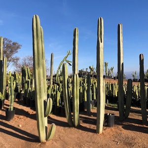 Mexican Fence Post Cactus