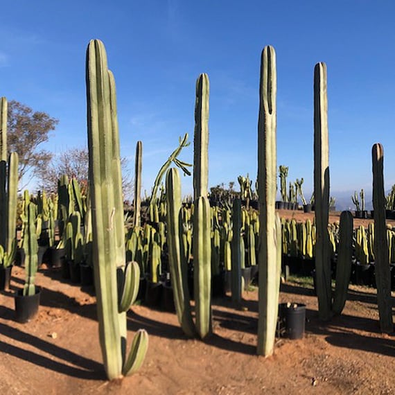 Large Mexican Fence Post Cactus Etsy