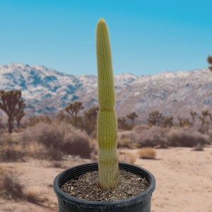 Golden Torch Cactus: Epostoa guentheri - South American Native