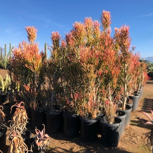 Euphorbia Tiricalli &quot;Firesticks&quot;