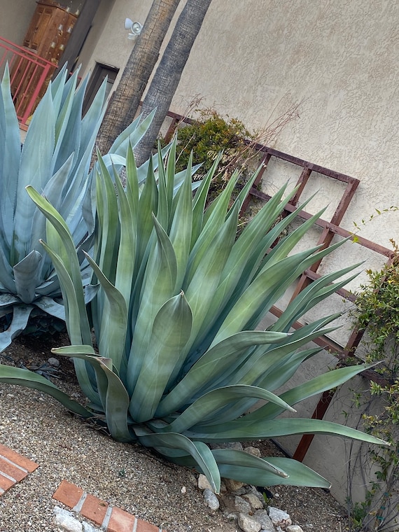 Agave Weberi: Giant Succulent Plant - Etsy Israel