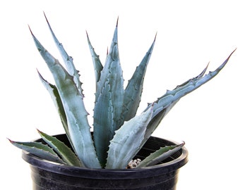 Large Agave americana