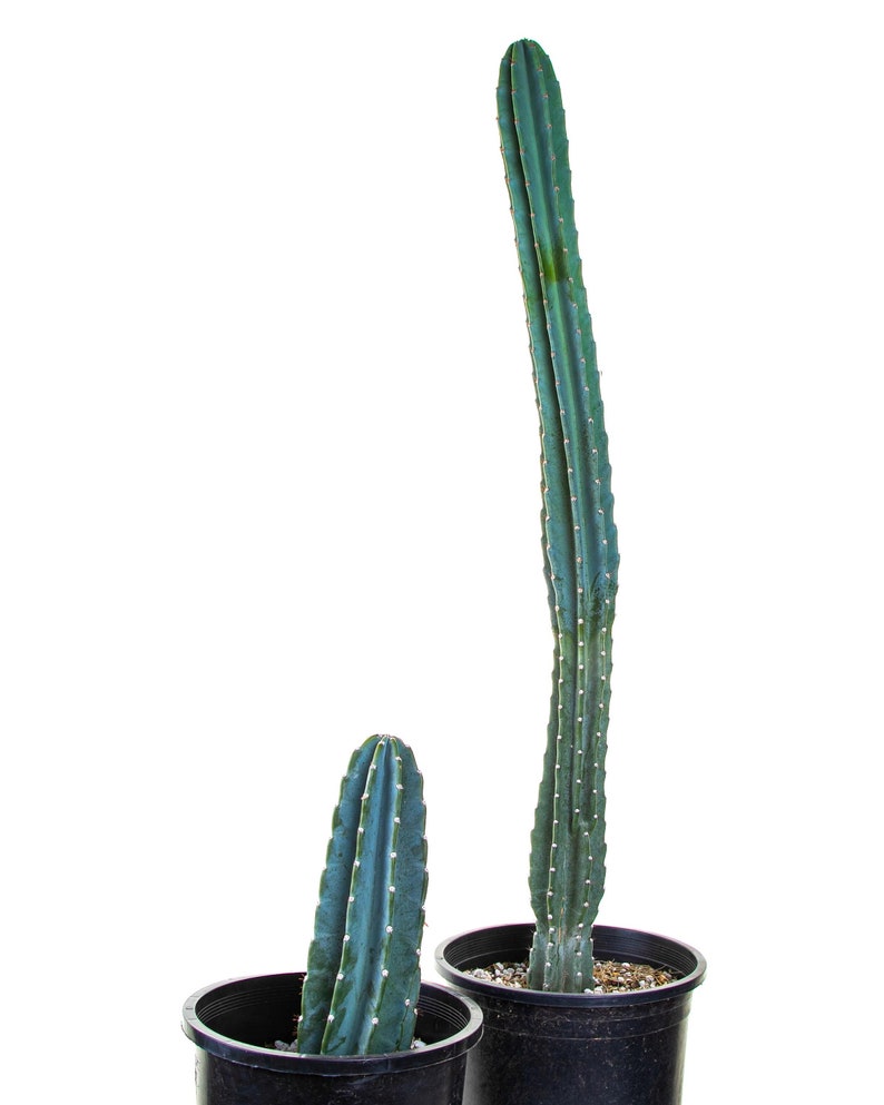 Peruvian Apple Cactus - Thumbnail 5