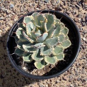 May include: A close-up of a green and white agave plant with sharp, spiky leaves growing in a black plastic pot. The plant is surrounded by small rocks.