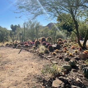 Ferocactus Gracilis image 4