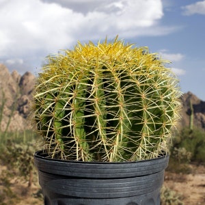 Golden Barrel Cactus