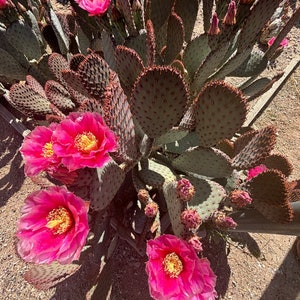 Santa Rita x Beavertail Hybrid