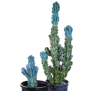 Cereus Peruvianus Monstrosus: Curiosity Cactus