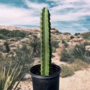 Peruvian Apple Cactus