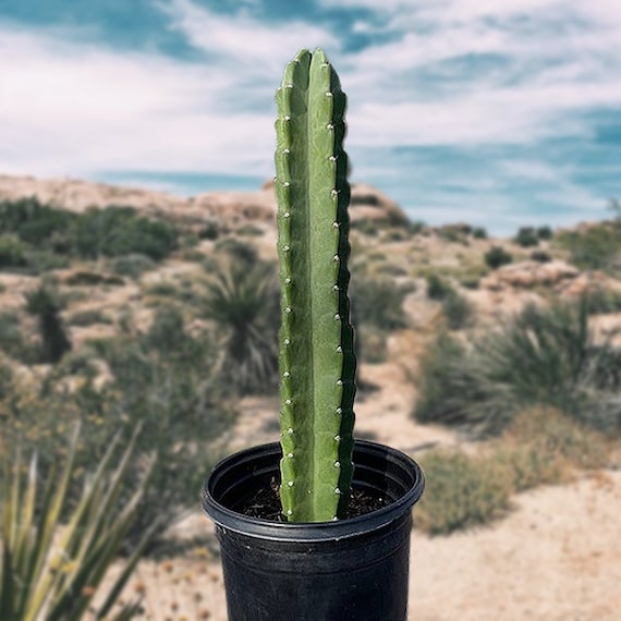 Peruvian Apple Cactus - Etsy Denmark