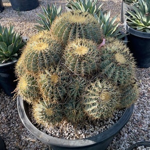 Ferocactus Glaucescens: Blue Barrel Cactus with Yellow Spines