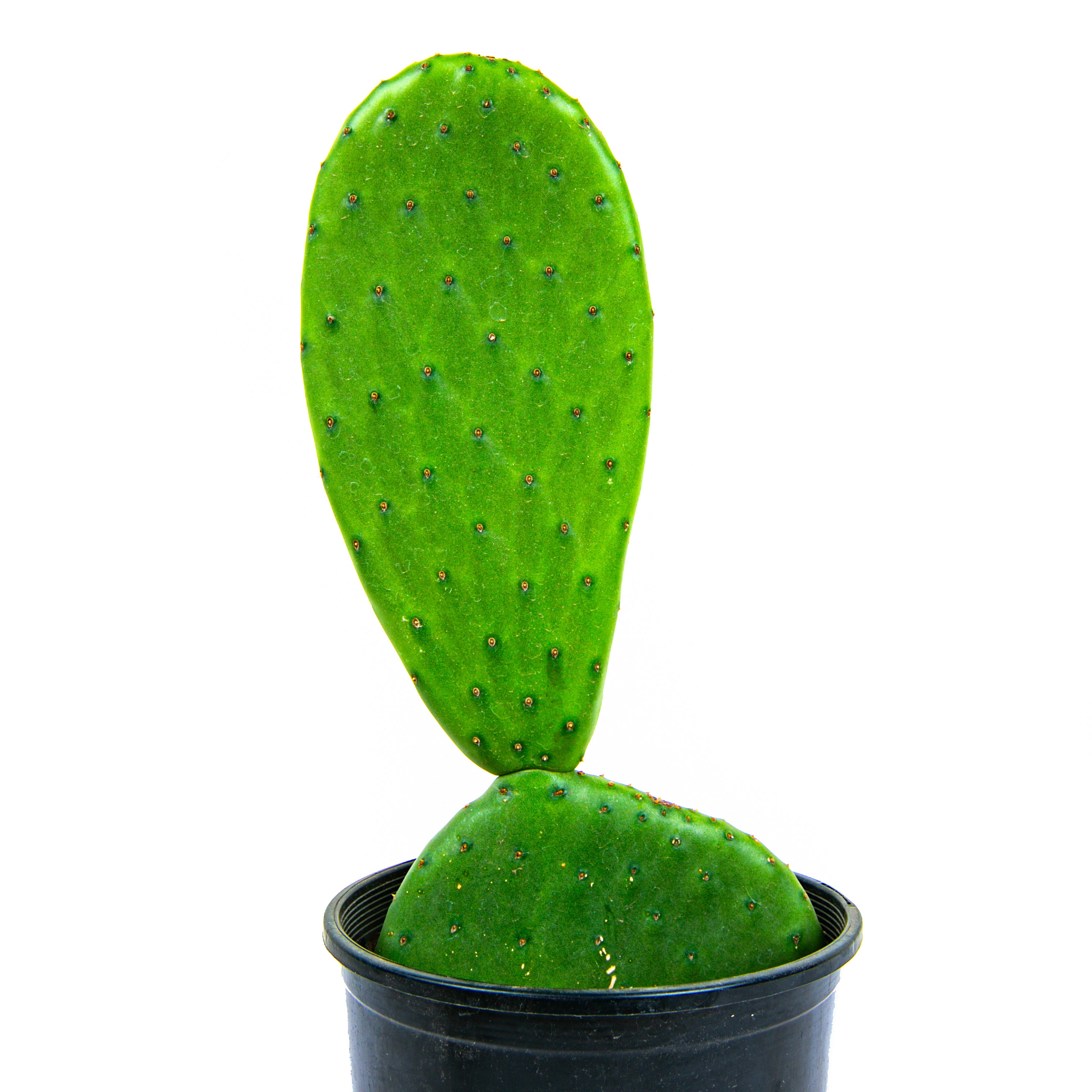 Edible Spineless Nopal Prickly Pear - Etsy