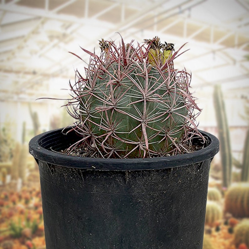 Ferocactus Gracilis image 1