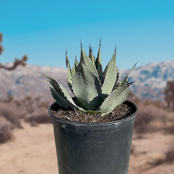 Agave Parryi Huachucensis - Etsy Canada