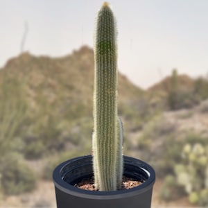 Silver Torch Cactus: Cleistocactus Straussi &#39;Snow Pole&#39;