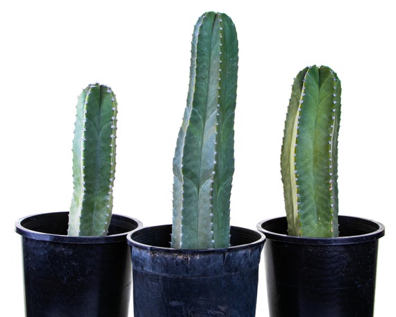 Senita Cactus (lophocereus Schottii): Southwest Desert Plant - Etsy