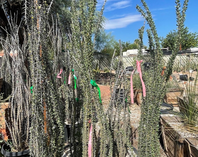 Large Ocotillo Plants Etsy