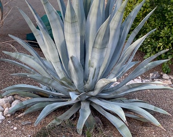 Agave franzosinni