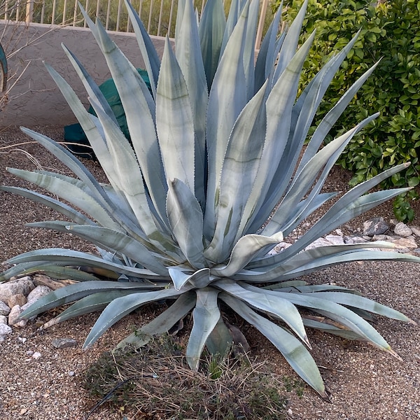Outdoor Artificial Agave Plant Etsy