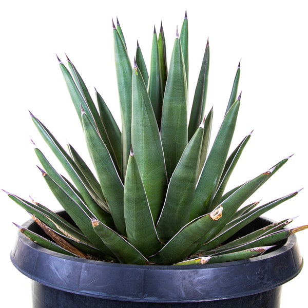 Agave hybrid "Arizona smiles"