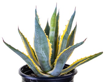 Agave americana variegata